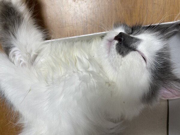 実家
